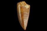 Serrated, Raptor Tooth - Real Dinosaur Tooth #130337-1